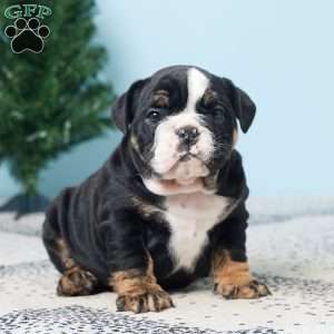 DANA, English Bulldog Puppy